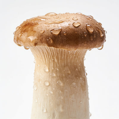 Meshimakobu mushroom
